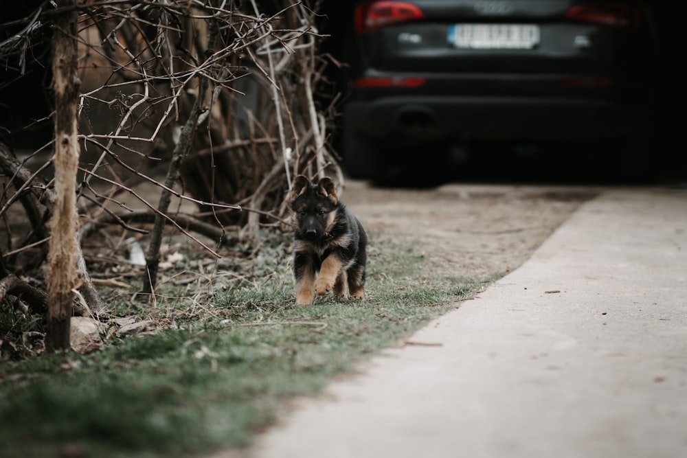 a dog that is standing in the grass