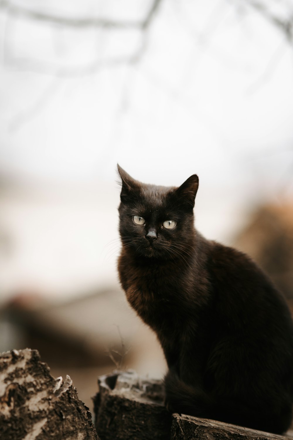 a black cat sitting on top of a tree stump