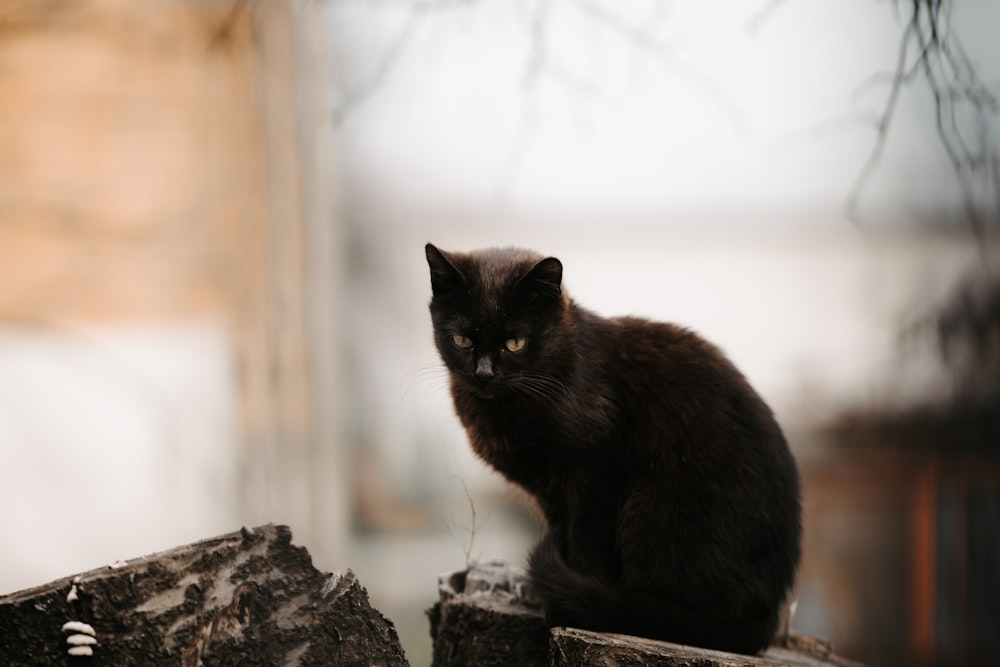 a black cat sitting on top of a tree stump