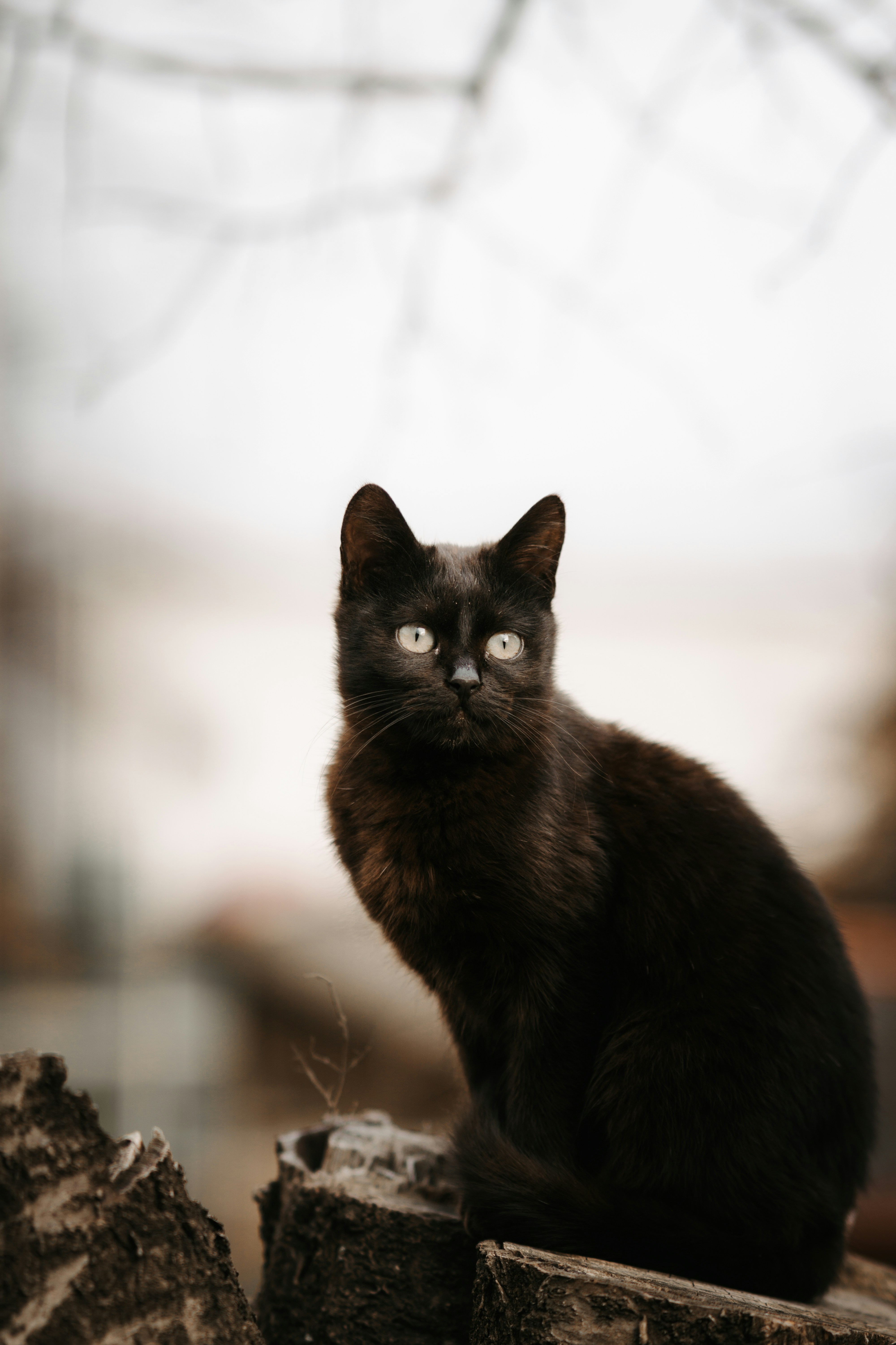 Common Triggers of Jealousy in Cats (image credits: unsplash)