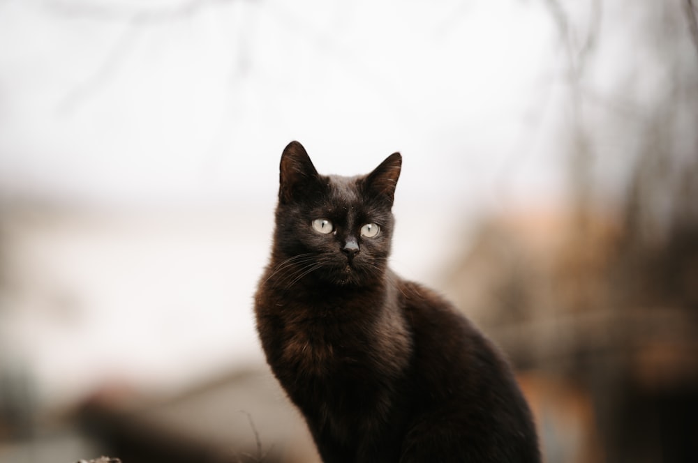 a black cat sitting on top of a tree stump