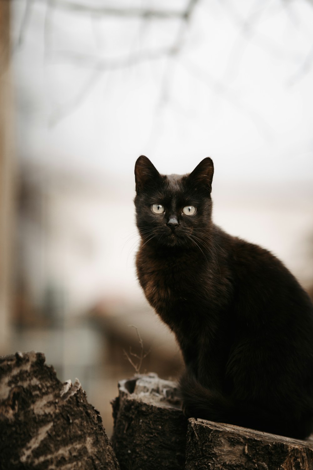 a black cat sitting on top of a tree stump
