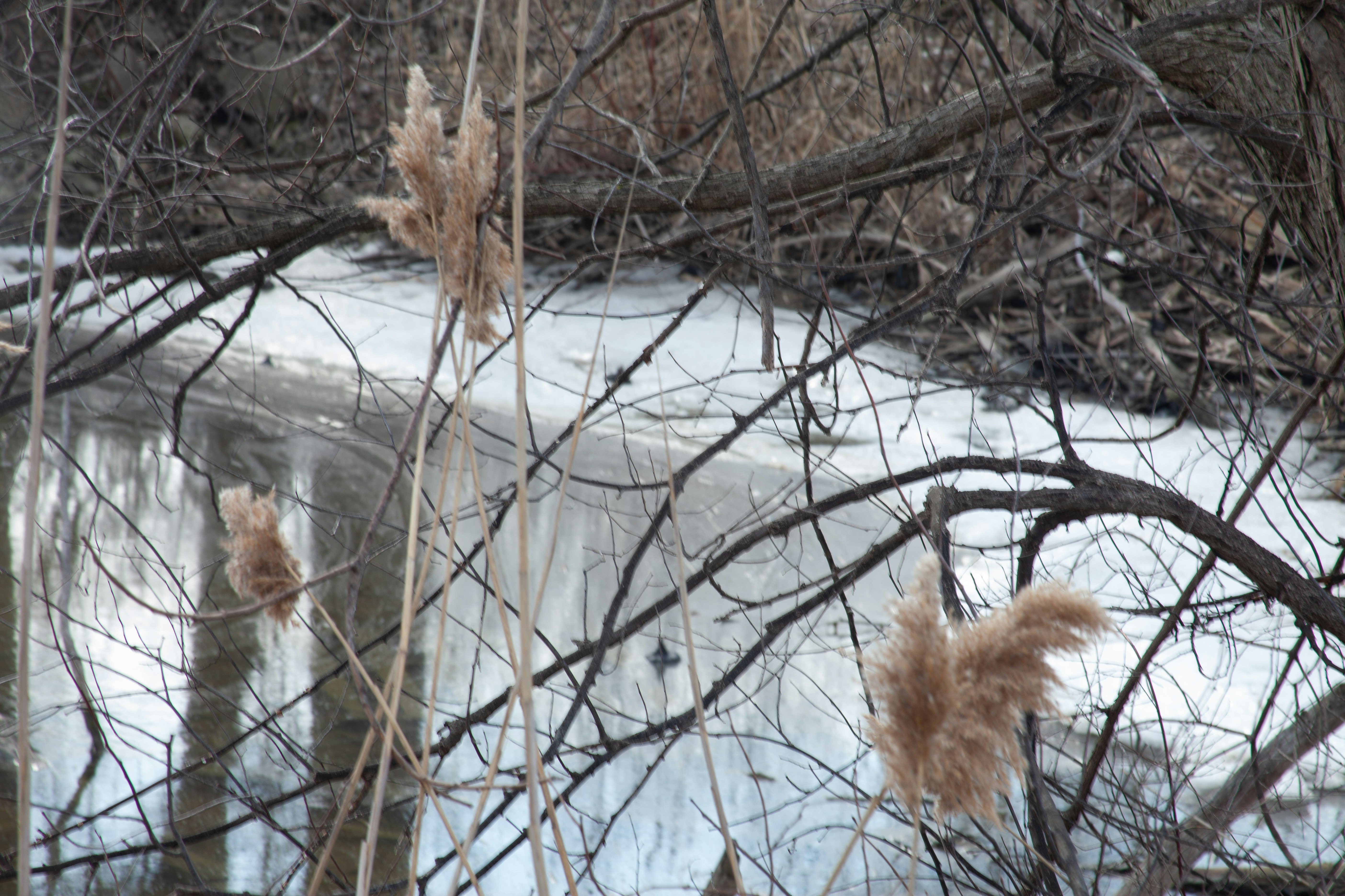 a small stream running through a forest filled with trees