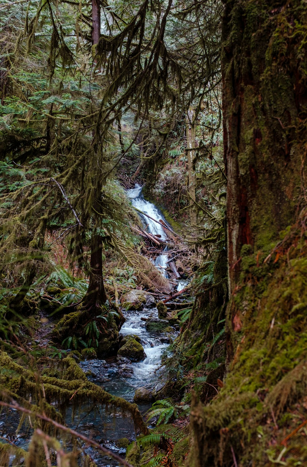 a stream running through a lush green forest