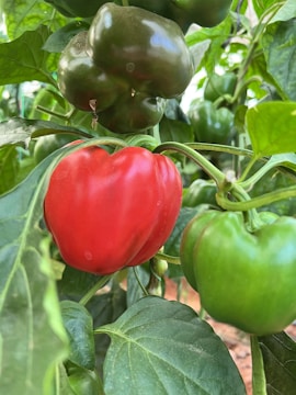 Close-up of ripe tomatoes and colorful bell peppers growing on lush green plants.