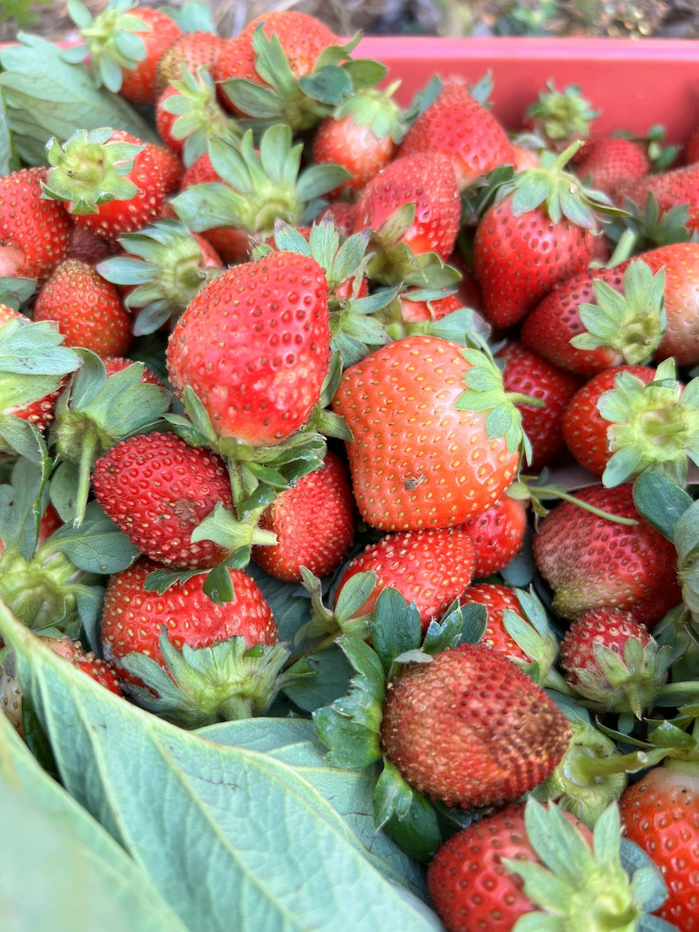 a red container filled with lots of ripe strawberries