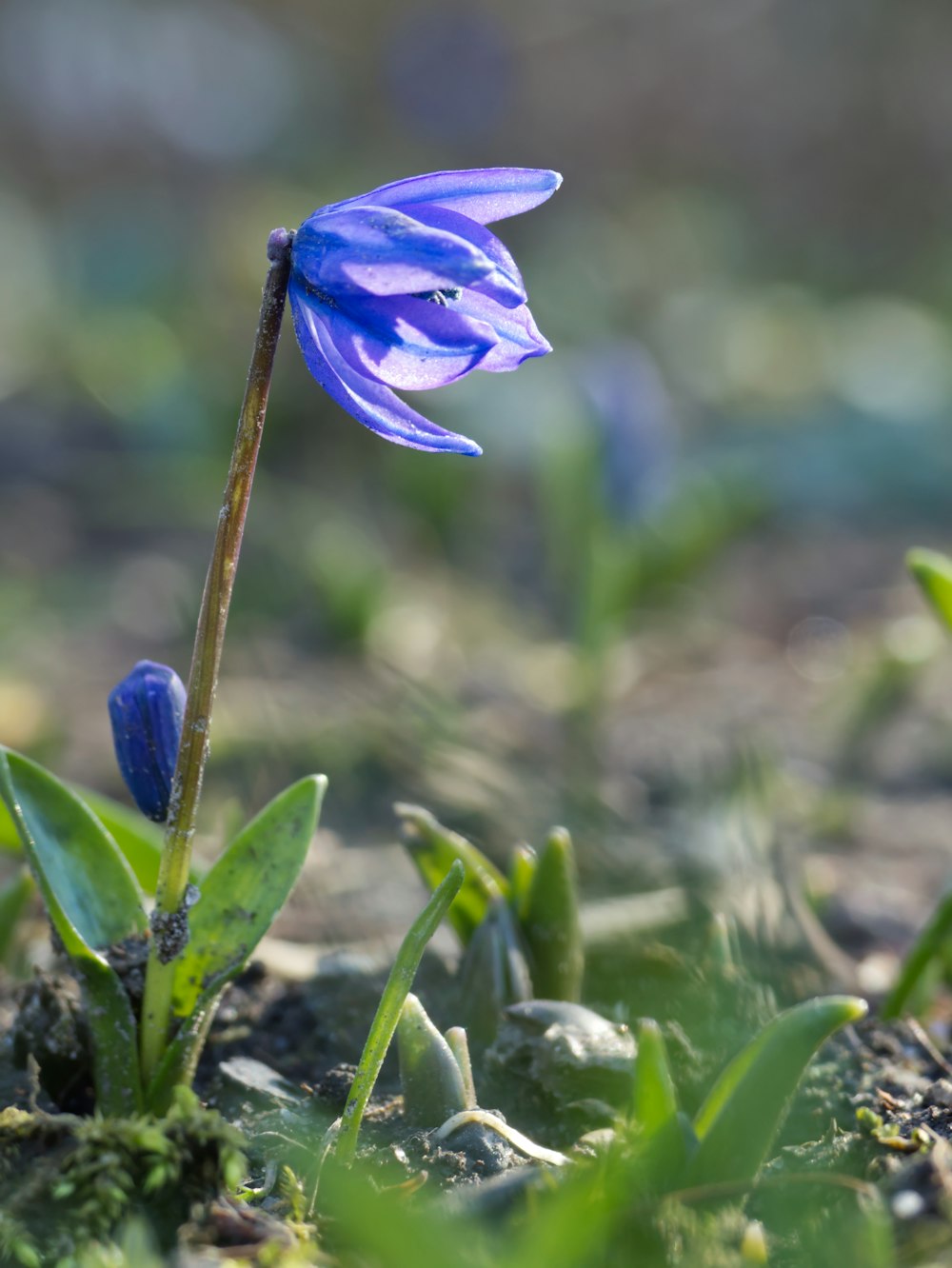 a blue flower is growing in the grass