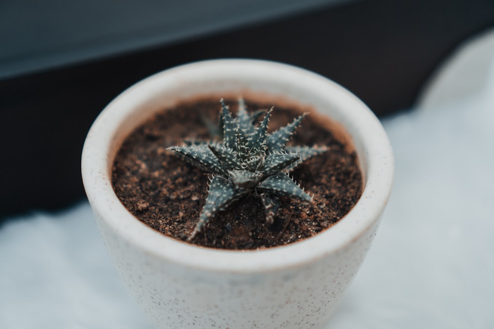 a small potted plant sitting on top of a white blanket