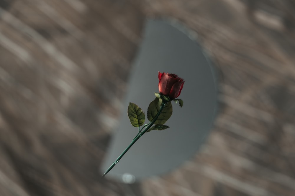 a single red rose sitting on top of a table