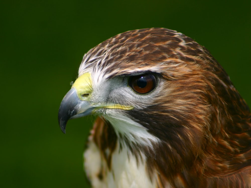 a close up of a bird