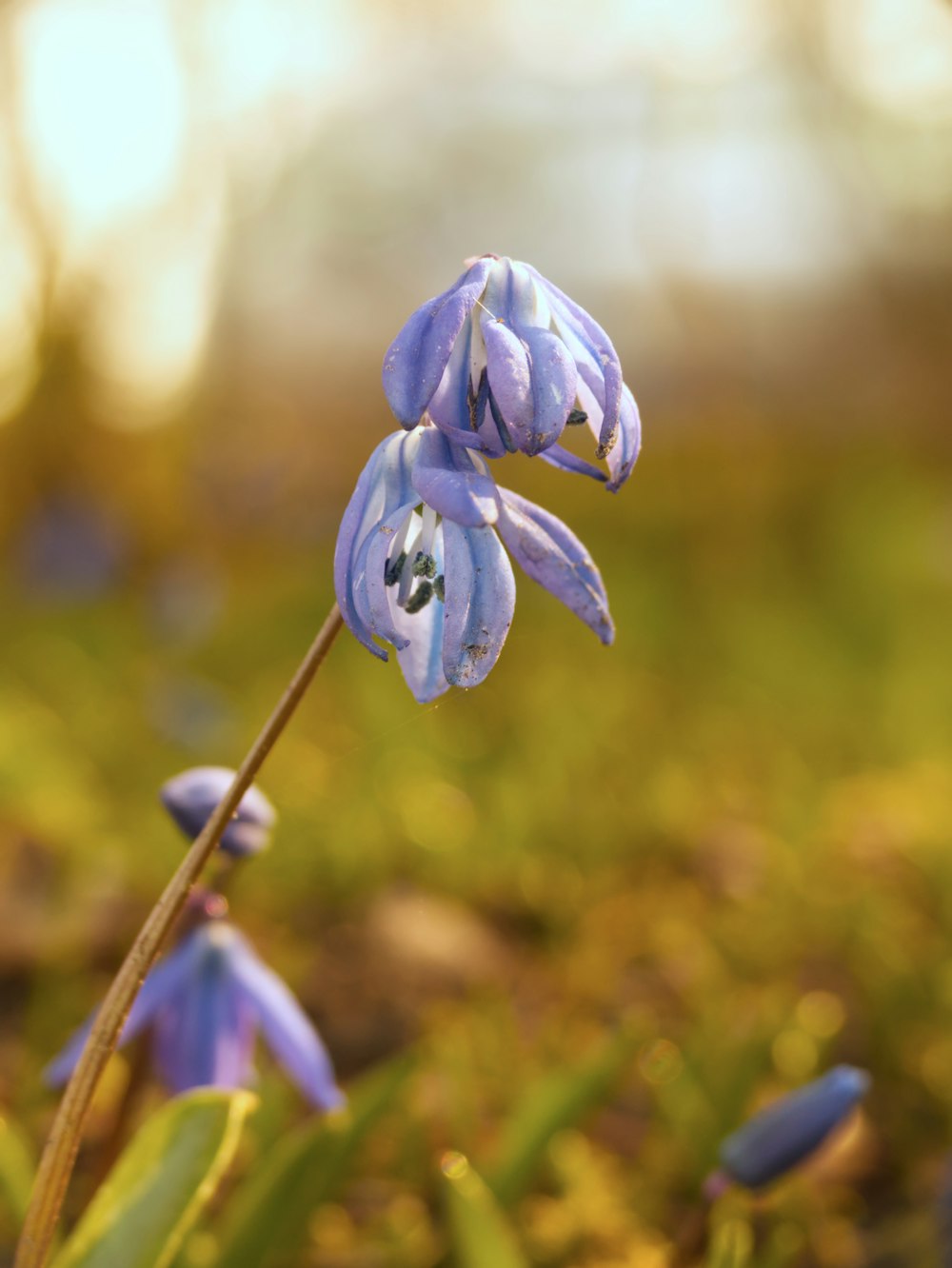 a close up of a purple flower with a blurry background