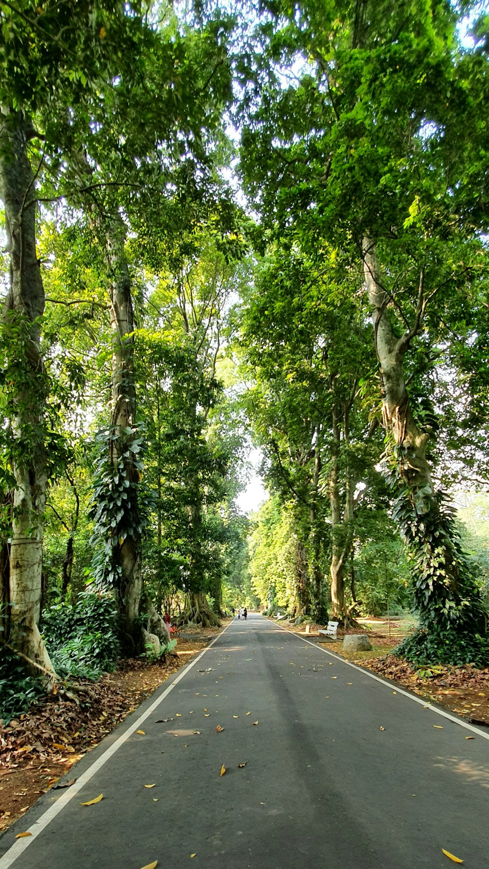 Une route vide entourée d’arbres et de feuilles