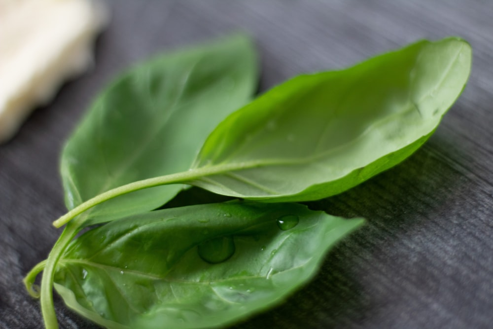 a couple of green leaves sitting on top of a table