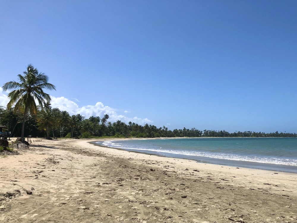 a sandy beach next to the ocean with palm trees