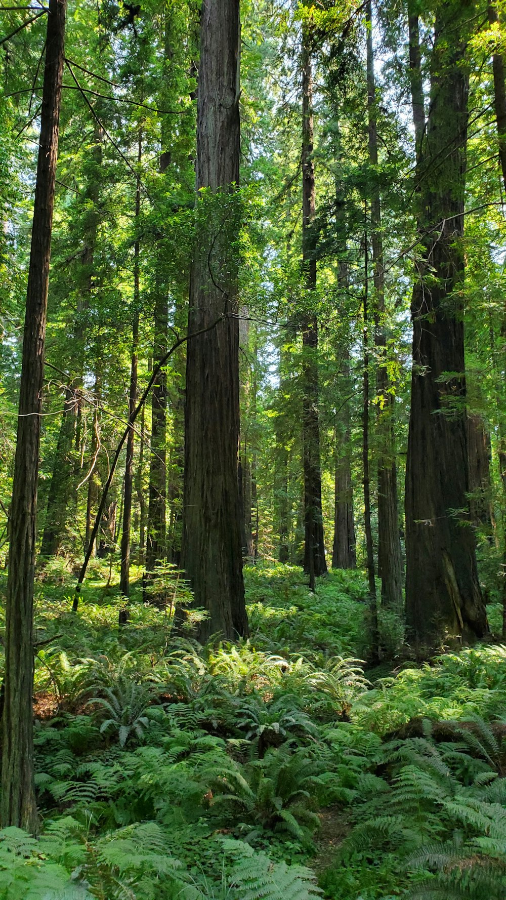 a lush green forest filled with lots of trees