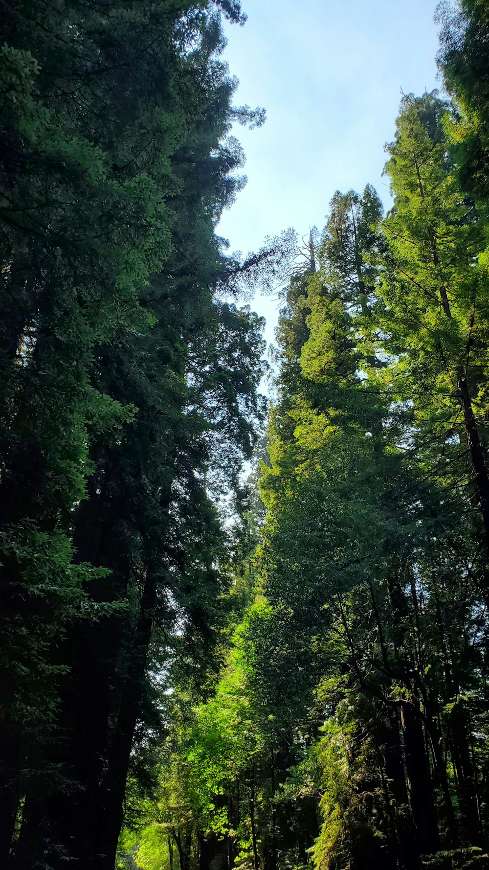 a dirt road surrounded by tall trees on a sunny day