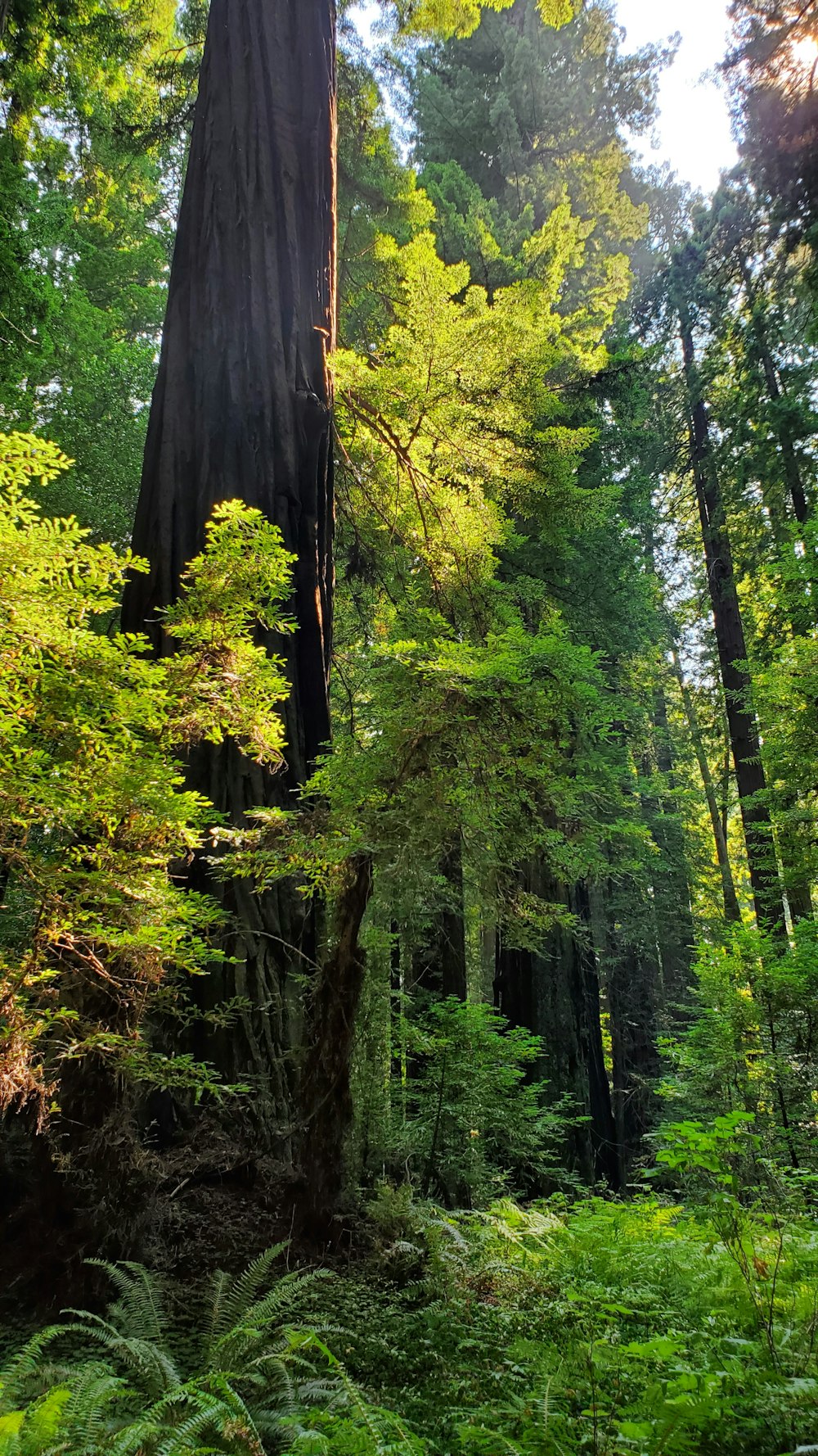 a forest filled with lots of tall trees