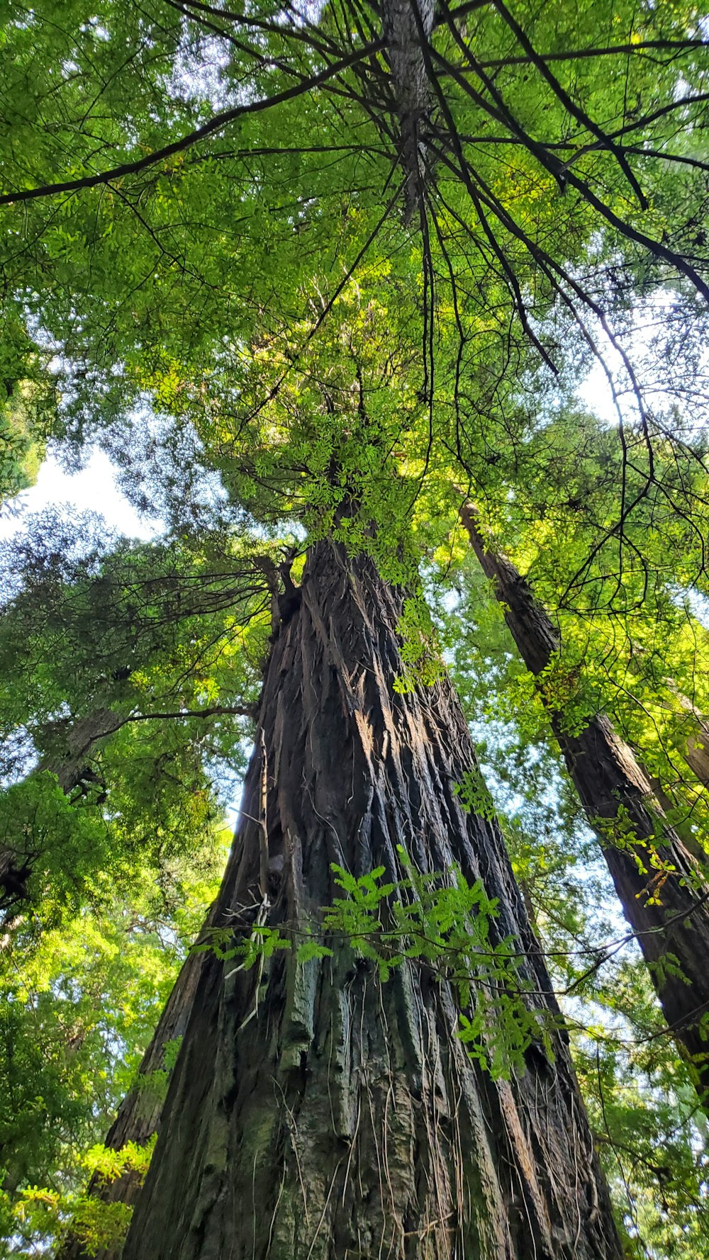 a tall tree in the middle of a forest