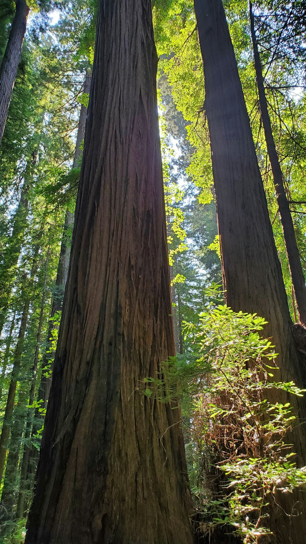 a forest filled with lots of tall trees