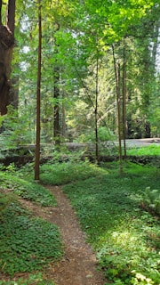 A vibrant outdoor scene showing a group exploring a lush forest path, sunlight filtering through leaves.