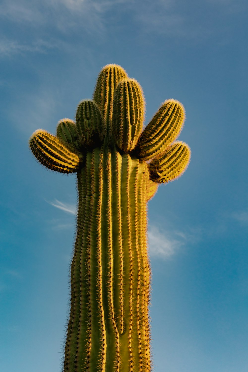 a large cactus with a sky background