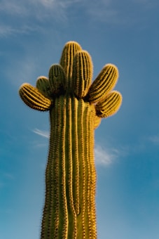 A tall saguaro cactus stands prominently against a clear blue sky, displaying its distinctive columnar arms reaching upwards. The surface of the cactus is ribbed and dotted with small spines, highlighted by the sunlight.
