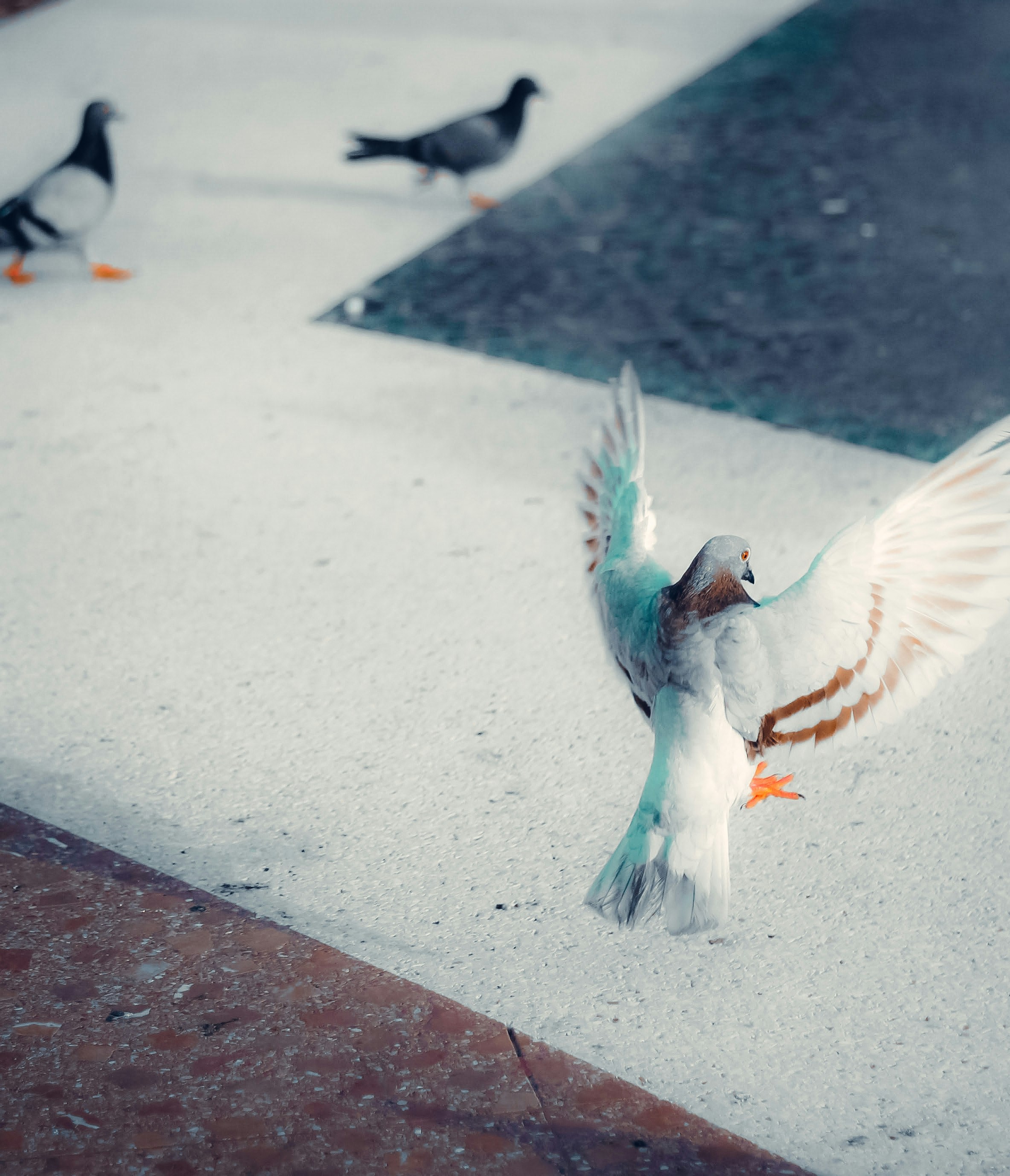 Photo by gringophoto