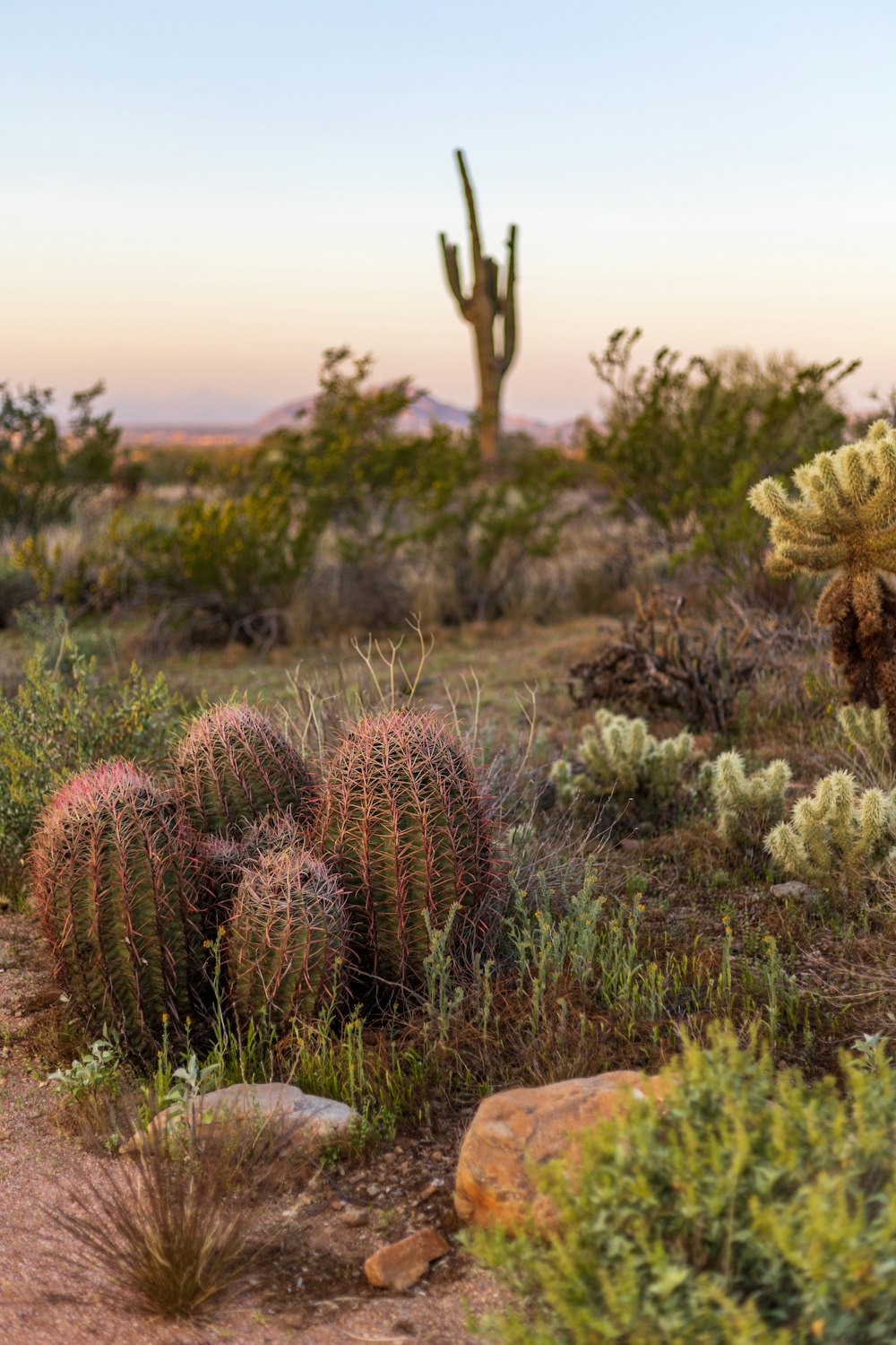 a group of cactus plants in the desert