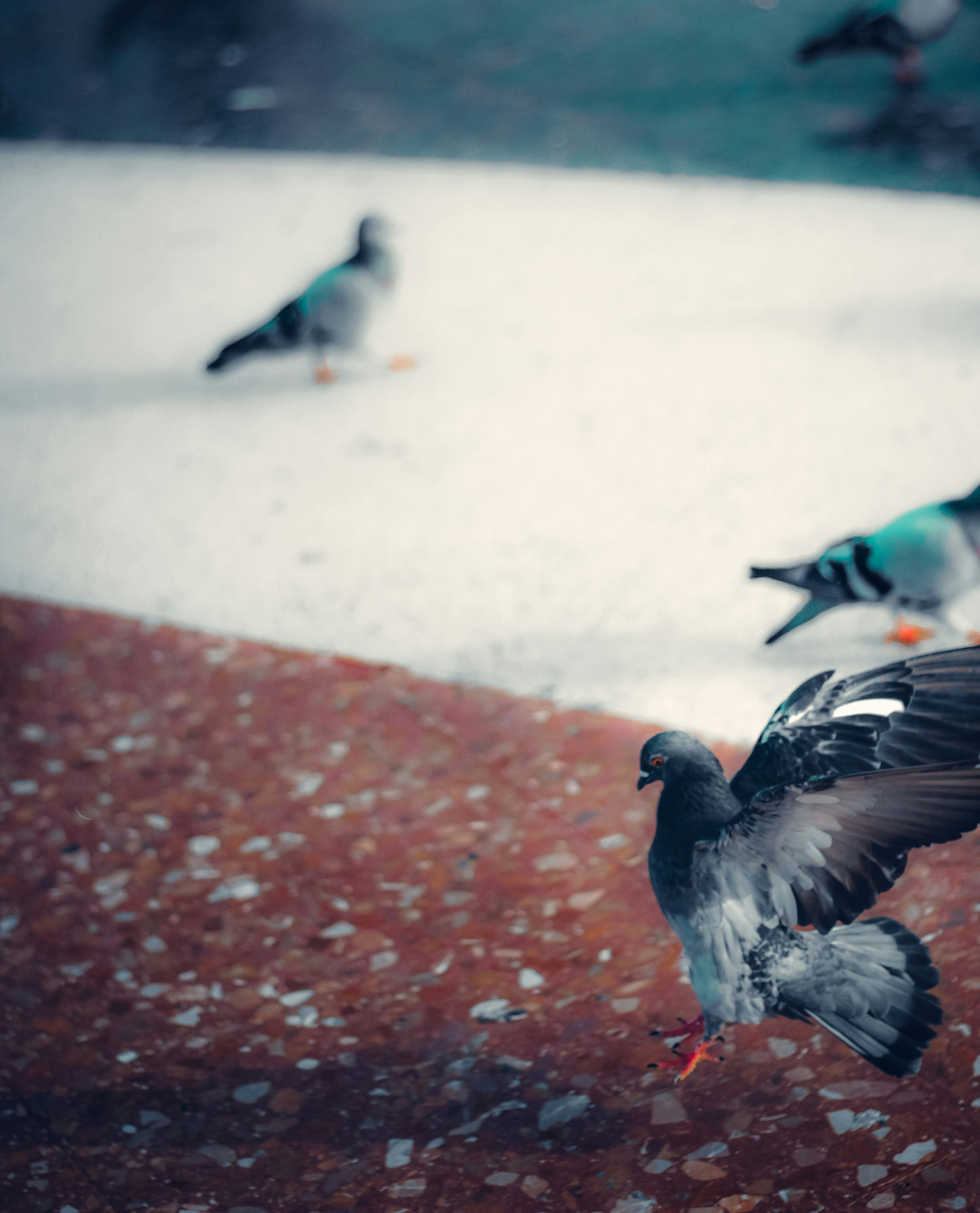 Photo by gringophoto