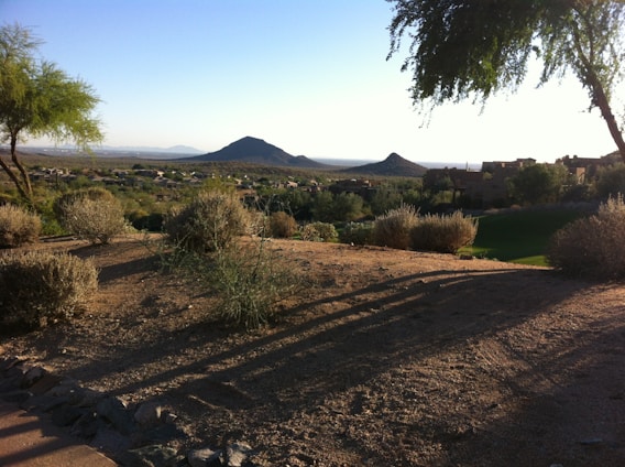 A serene desert landscape near Arad with native plants and wildlife under a clear sky