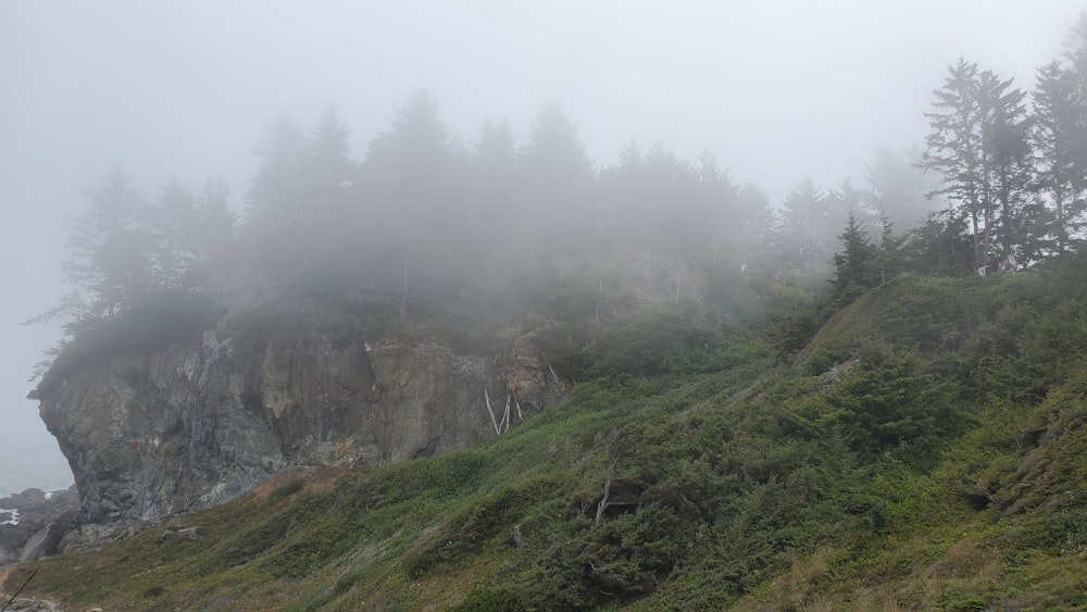a foggy mountain side with trees on it