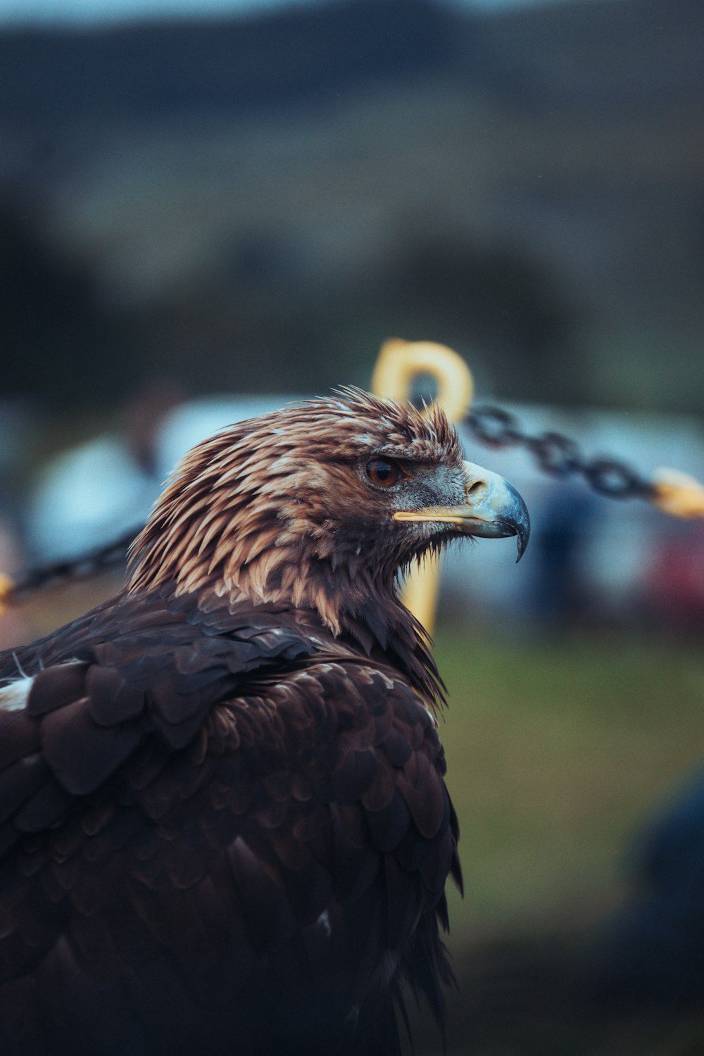 a close up of a bird of prey on a chain