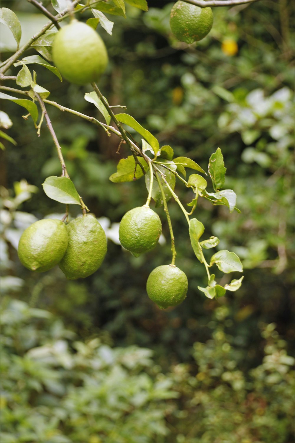 a tree filled with lots of green fruit