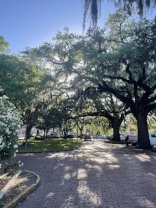 A peaceful southern street lined with oak trees draped in Spanish moss under a soft afternoon light.