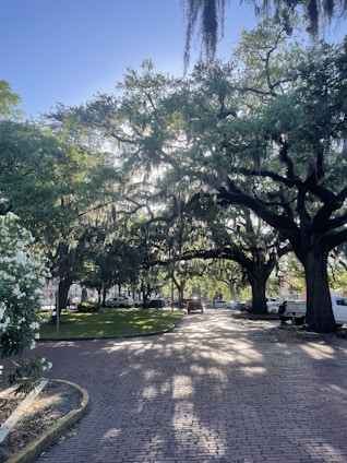 A picturesque view of an old Florida town with moss-draped oaks.