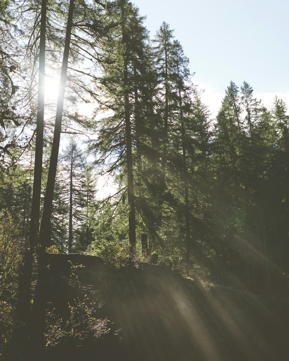 the sun is shining through the trees in the forest