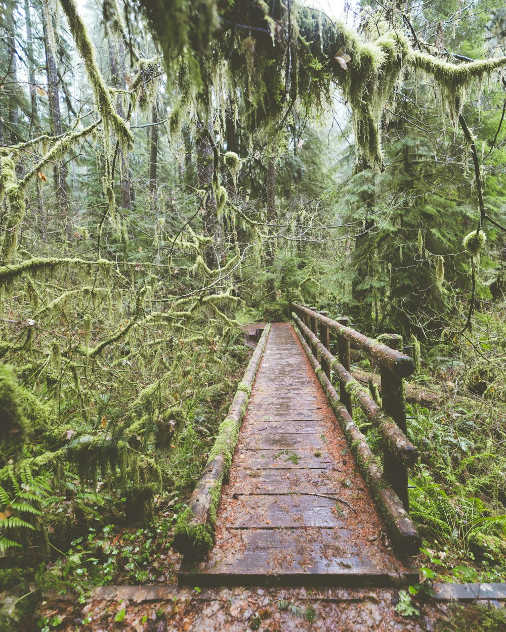 a wooden bridge in the middle of a forest