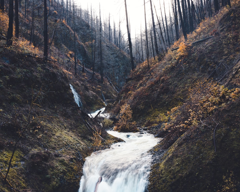 a stream running through a forest filled with trees