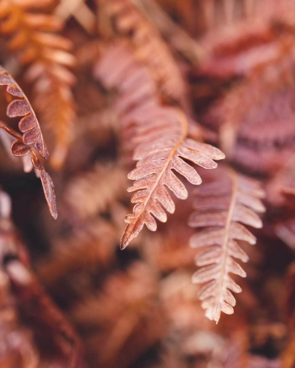 a close up of a plant with lots of leaves