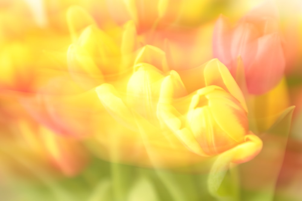 Una foto sfocata di un mazzo di fiori