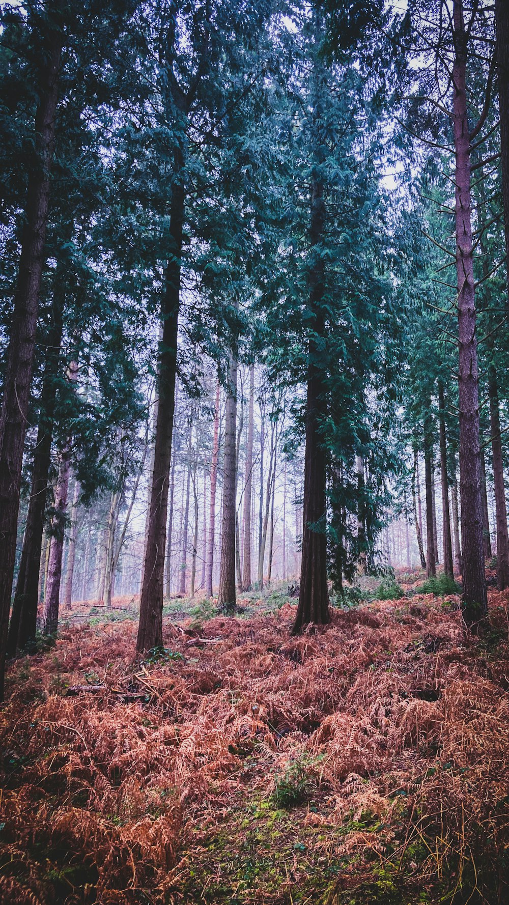 Una foresta piena di molti alberi ad alto fusto