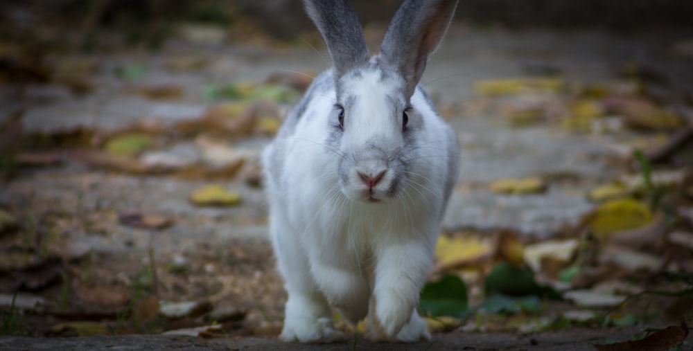 a white rabbit standing on top of a leaf covered ground