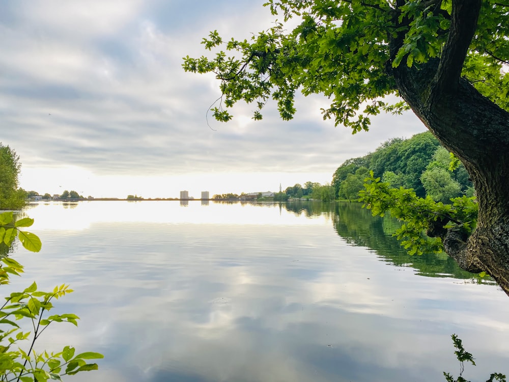 a large body of water surrounded by trees