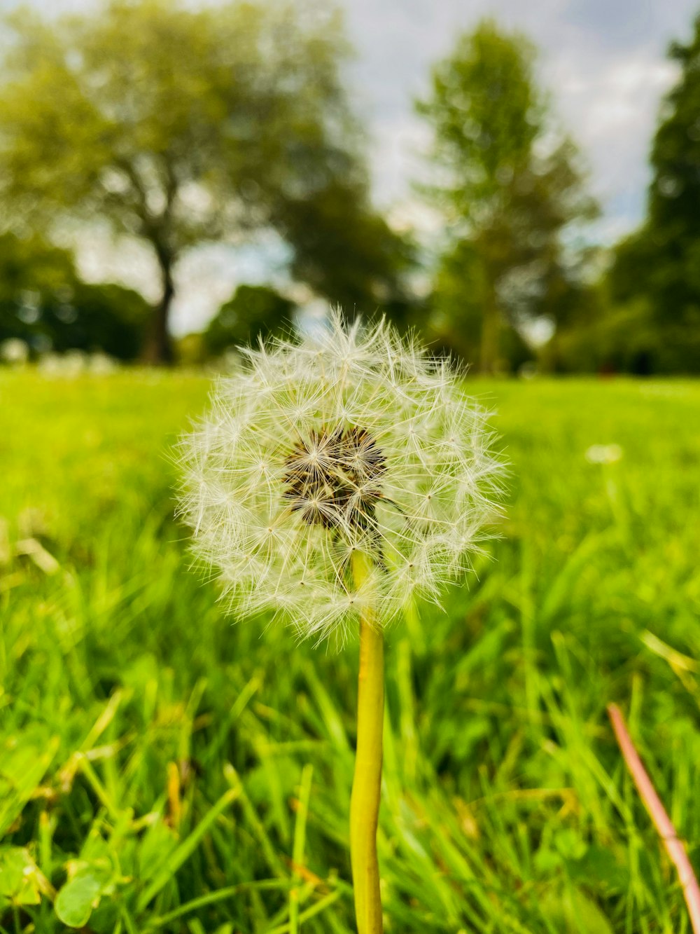 a dandelion sitting in the middle of a field