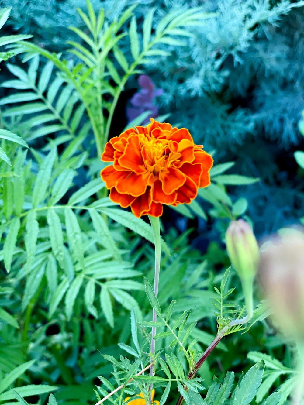 a single orange flower is in the middle of a garden