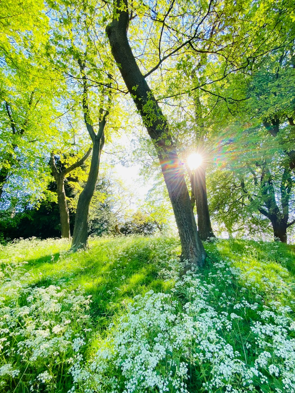 the sun shines through the trees in the park