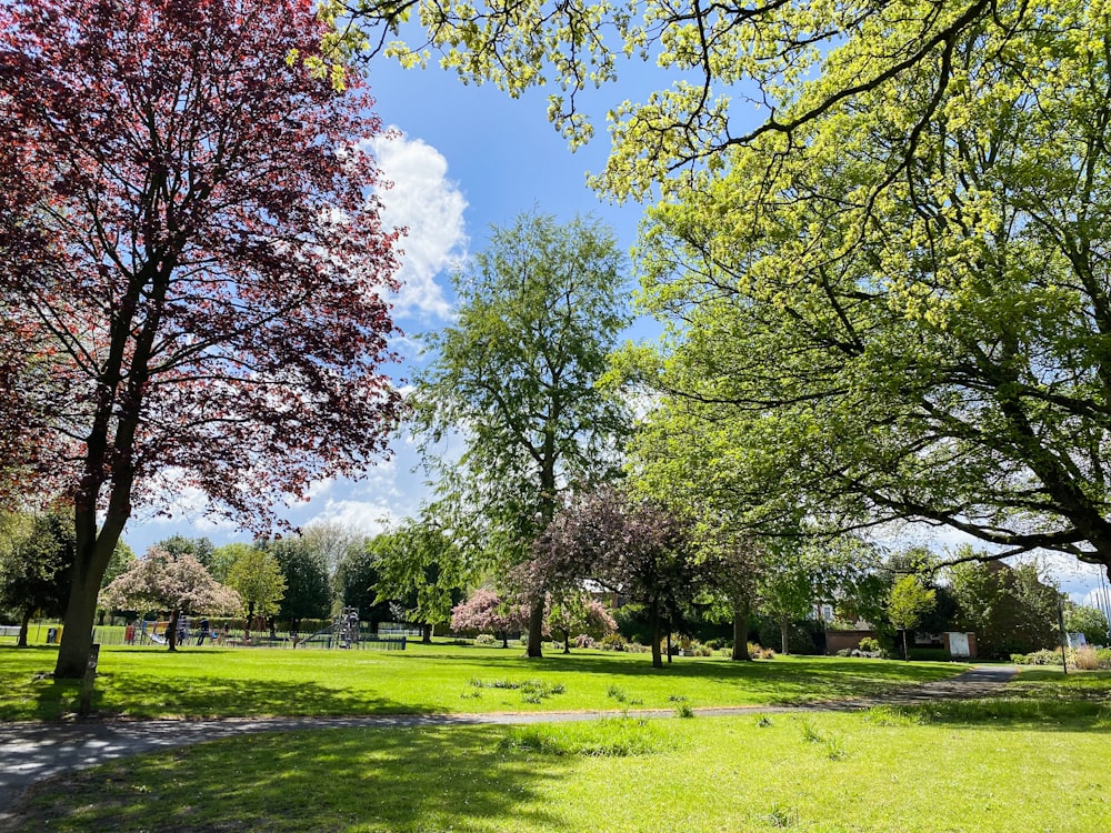 a park with lots of trees and grass