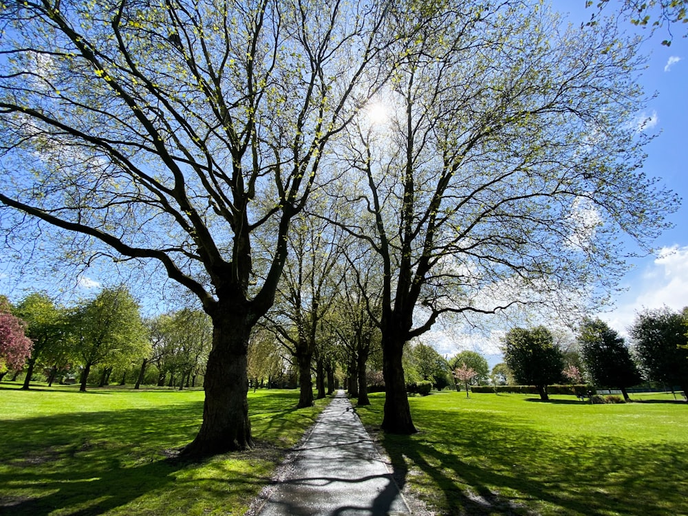 a tree lined path in a park on a sunny day
