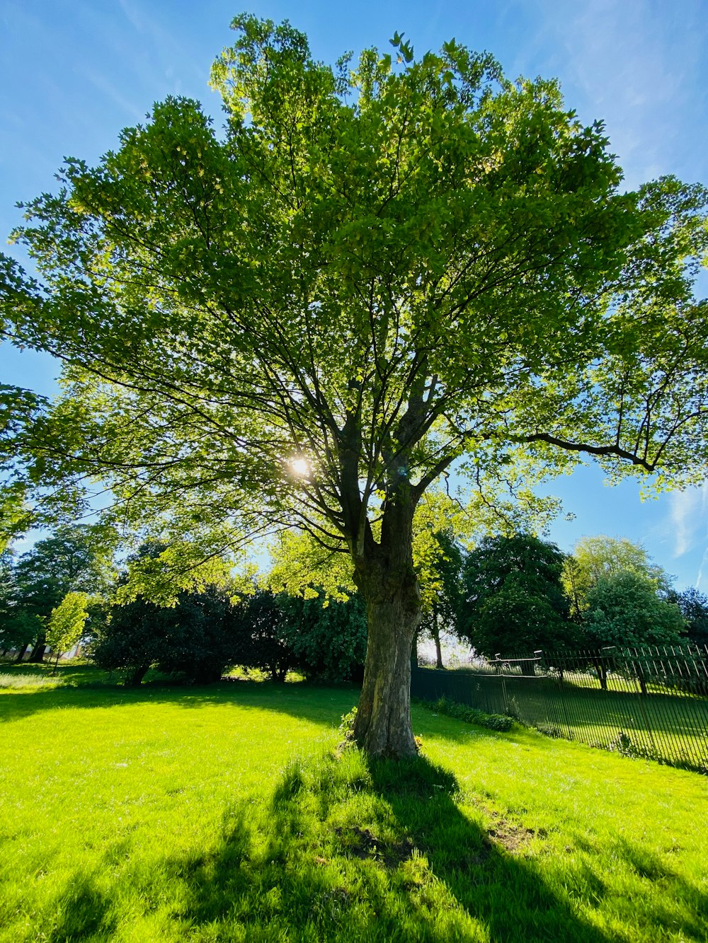 a large green tree in a grassy field