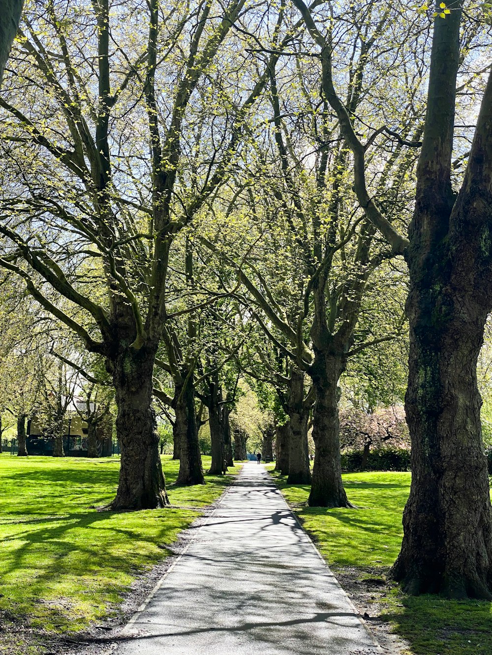 a path in the middle of a park lined with trees